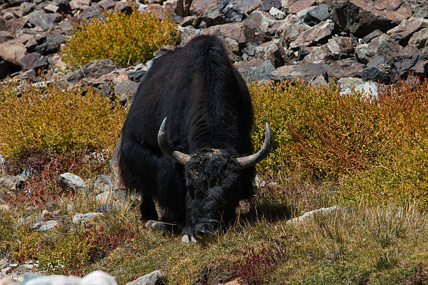 istock Yak at Nubra Valley Leh Ladahk India 520393199