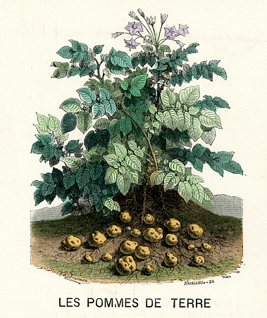 Vintage engraving of a potato plant, France, 1875