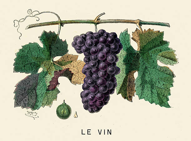Wine Grapes Vintage engraving of Wine Grapes, France, 1875 vine plant illustrations stock illustrations