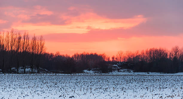 istock Colorful sunset above a stubble field 520393893