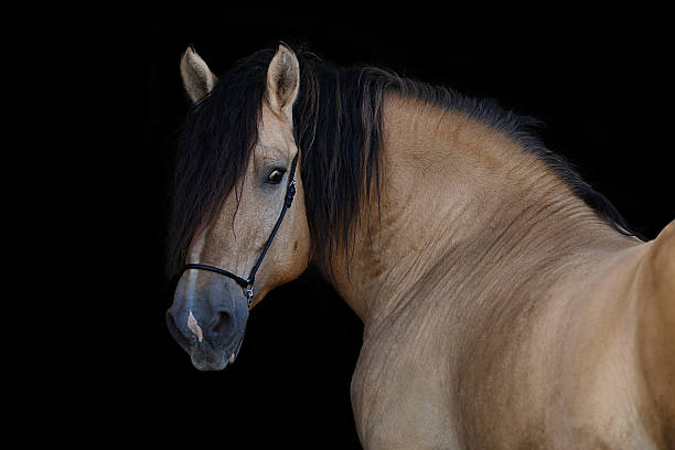 istock Horse on the black background 520394059