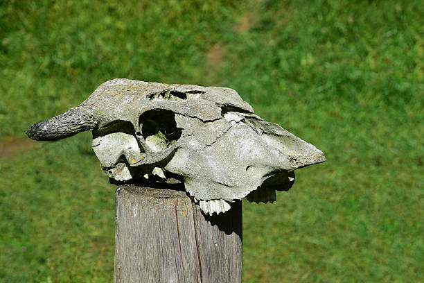 istock Sacrificed animal skull 520394305