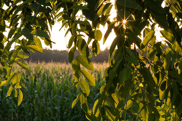 Sunlight streaming through locust tree branches. stock photo