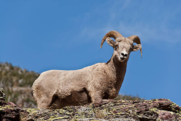 istock Bighorn Ewe Standing on a Rock 520394573