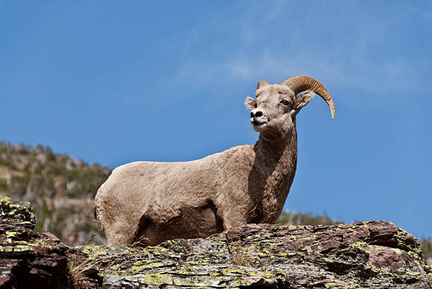 istock Bighorn Ewe Standing on a Rock 520394581