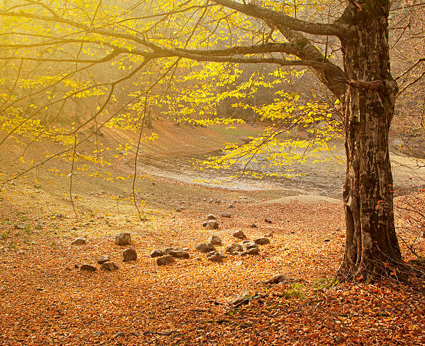 forêt d'automne - sunspot photos et images de collection