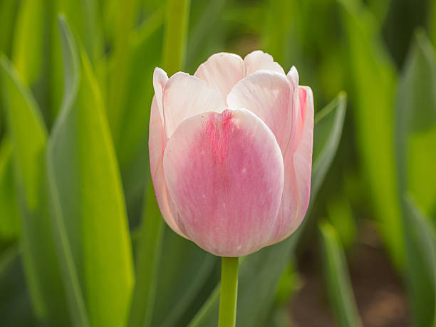 istock Spring flowers series, colorful tulip. 520409320
