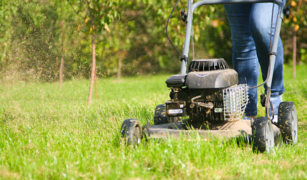 istock Young female in yard - pushing grass trimming lawnmower 520409457