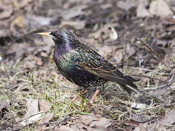 istock Common starling, sturnus vulgaris, in dry grass, selective focus 520409690