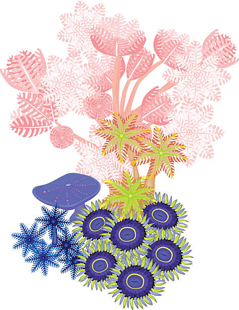 clavularia 、上げる xenia 、zoanthus ソフトコーラル - anthozoans点のイラスト素材／クリップアート素材／マンガ素材／アイコン素材