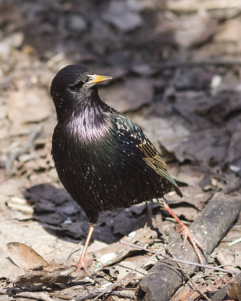 istock Common starling, sturnus vulgaris, in dry grass, selective focus 520409882