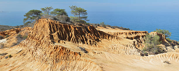 Torrey Pines State Reserve - San Diego Torrey Pines State Reserve (La Jolla, California). torrey pines tree stock pictures, royalty-free photos & images