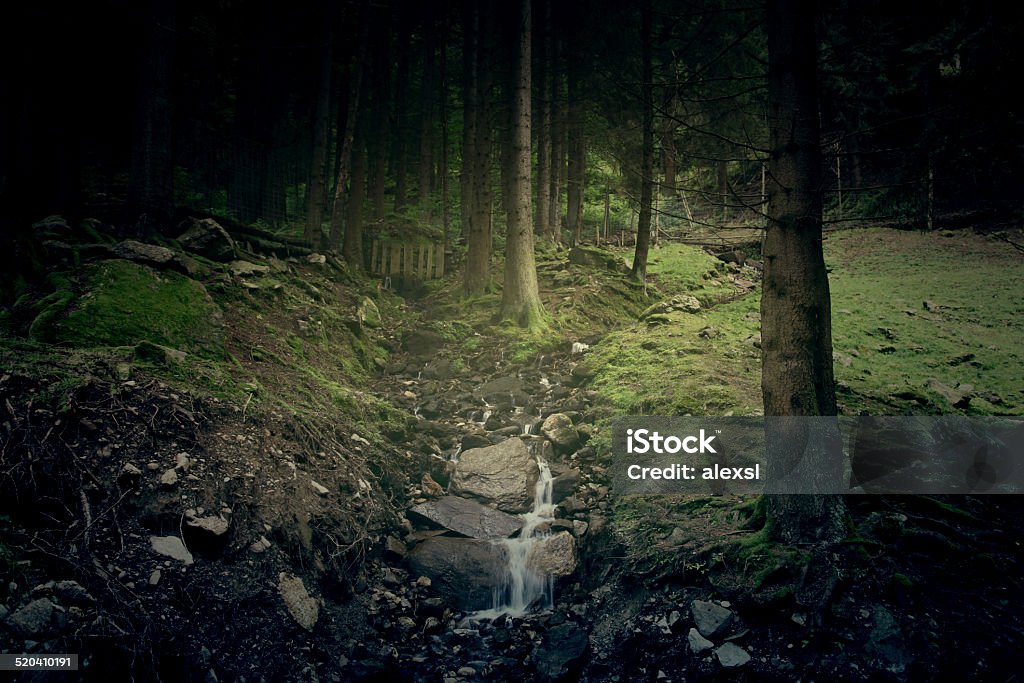 Deep Forest Dark Stock Photo