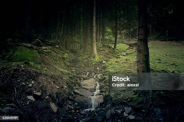 Deep Forest Stock Photo - Download Image Now - Dark, Deep, Fog