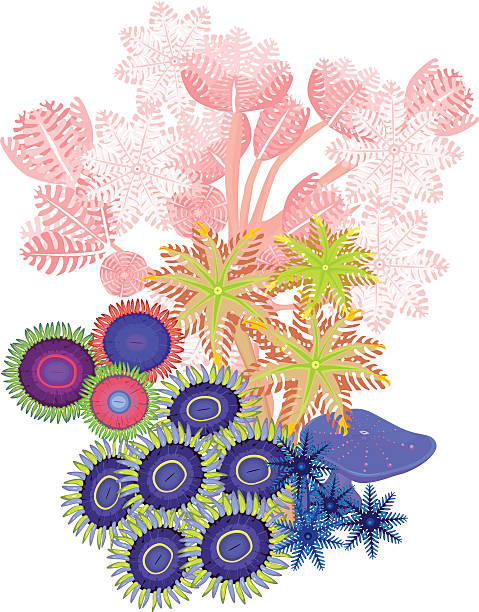 clavularia, 펌핑용 ko general term, zoanthus-소프트 산호색 - anthozoans stock illustrations