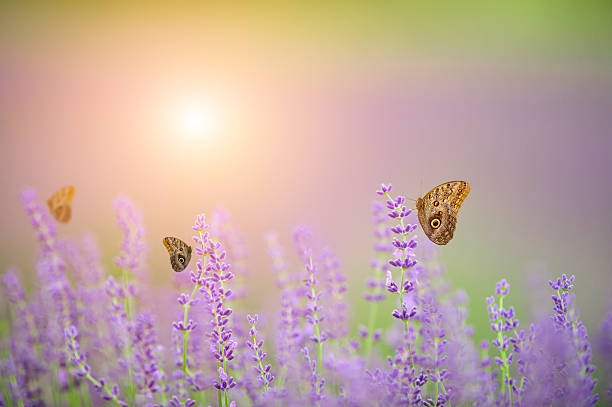 istock Butterflies on Lavender field 520410510