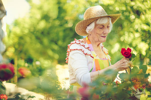 mulher idosa jardinagem - senior women rose women flower bed imagens e fotografias de stock