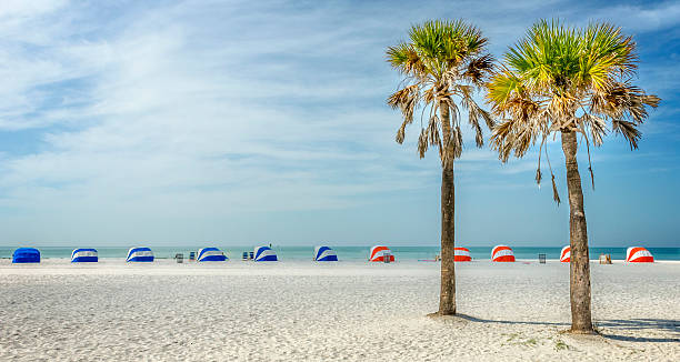 Palms of Clearwater Two palm trees standing proud and tall on Clearwater Beach, Florida. clearwater florida photos stock pictures, royalty-free photos & images