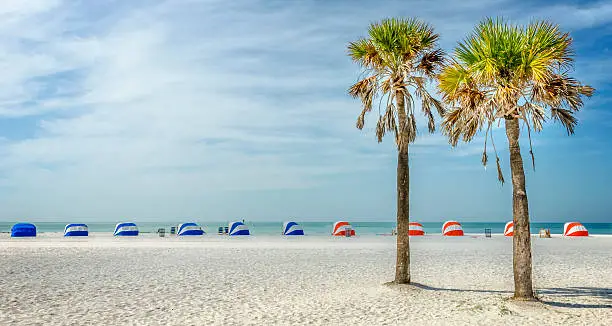 Two palm trees standing proud and tall on Clearwater Beach, Florida.