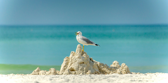 A seagull stands atop a sandcastle.