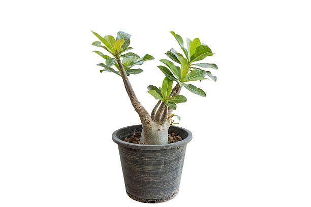 istock Azalea flowers in pot 520410796