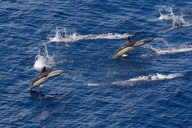 istock Small group of Common Dolphin (Delphinus delphis), Bay of Biscay. 520410841