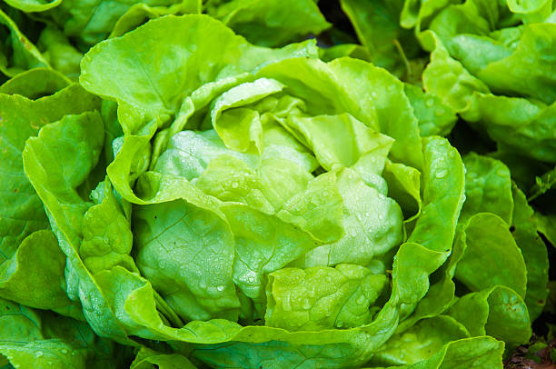 istock Closeup on fresh wet lettuce in the garden 520411663