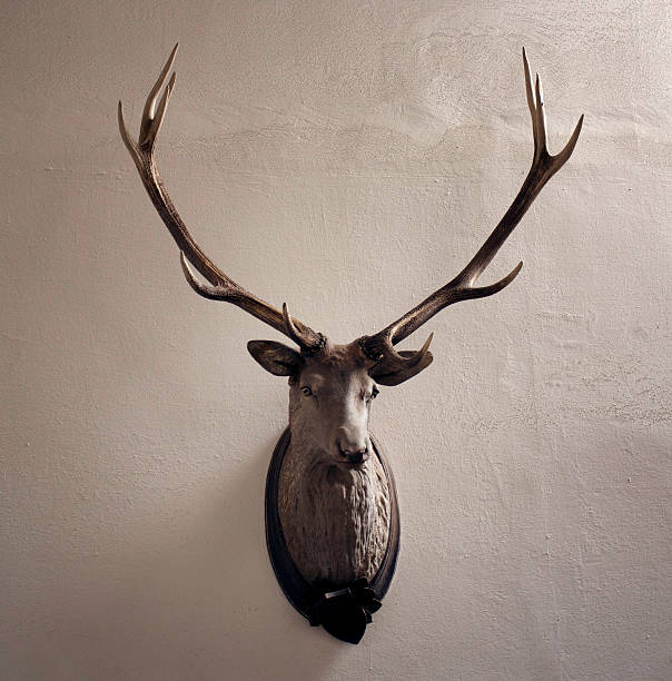 montate testa di cervo. cervo con ripieno palchi di corna monumentale. - deer stag wall animal head foto e immagini stock