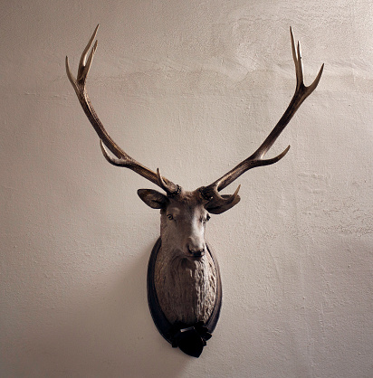 Mounted head of deer. Stuffed stag with monumental antlers. Hunting antique trophy. Taxidermy of deer´s head hung on white wall. 