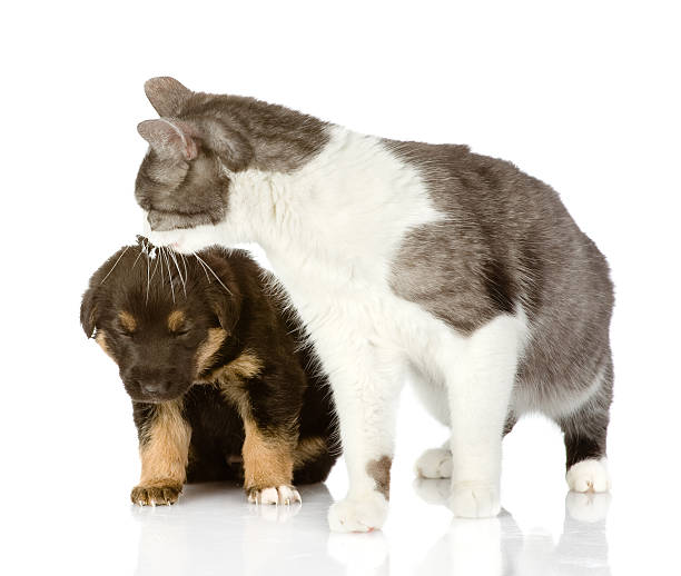 istock cat kisses a puppy. Isolated on a white background 520412004