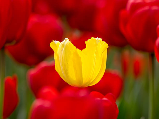 istock Spring flowers series, colorful tulip. 520412062