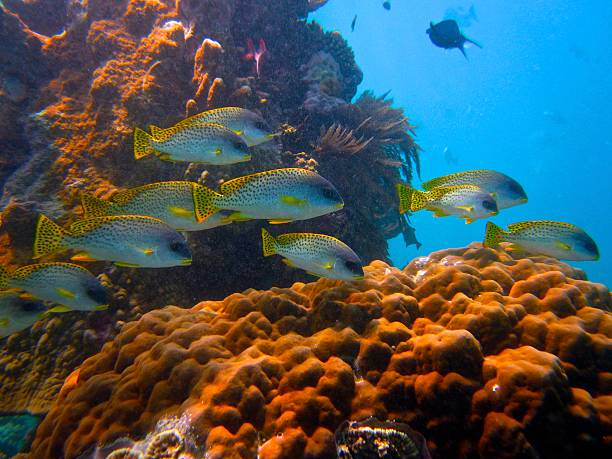 istock Black Spotted Sweetlips in Coral 520412345