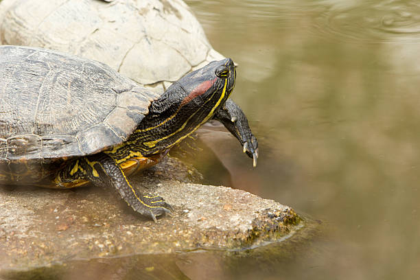 istock Red-eared Slider in Kyoto, Japan 520412642