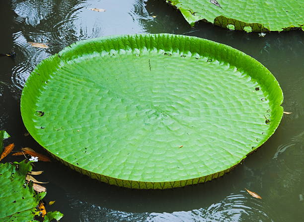 istock Huge floating lotus,Giant Amazon water lily,Victoria amazonia 520412800