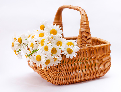beautiful bouquet of chamomile in wicker basket isolated on white