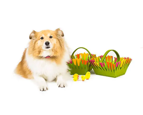 Picture of a shetland sheepdog sitting next to easter baskets