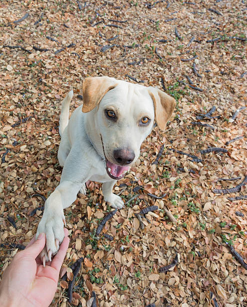 istock dog giving hand to man 520413420