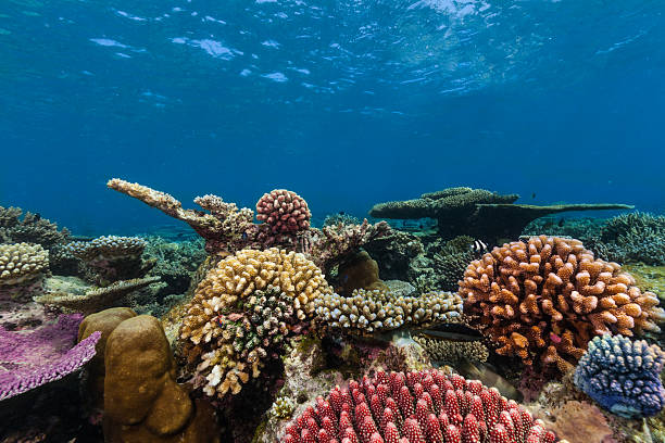 istock Coral reef with soft and hard corals 520414054
