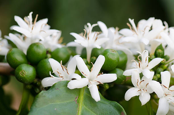 fiori che sbocciano di caffè sull'albero - fruit blossom foto e immagini stock