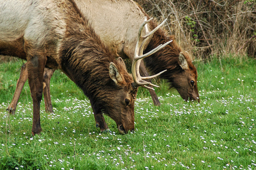 Roosevelt elk grazing at Prairie Creek Redwoods State Park, California.