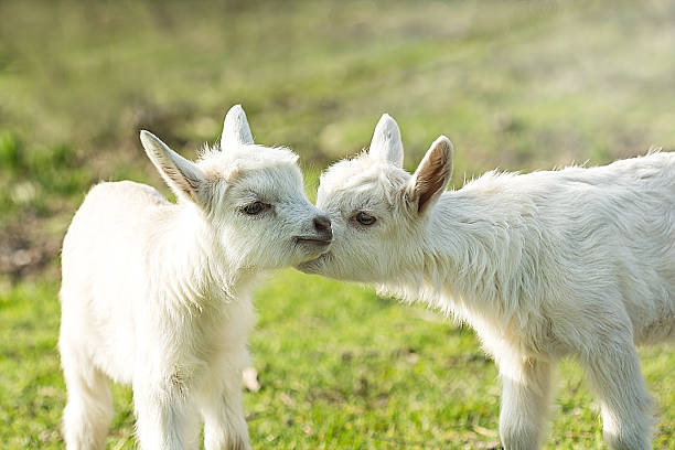 Two cute six days old kid on the green grass. One another tenderly kisses. Selective focus image