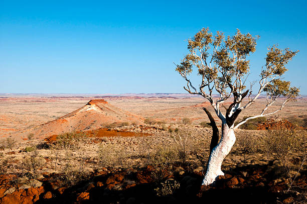 istock Eucalyptus Tree in the Pilbara - Outback Australia 520414717