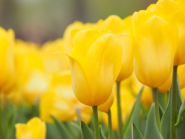 istock Spring flowers series, colorful tulip. 520414896
