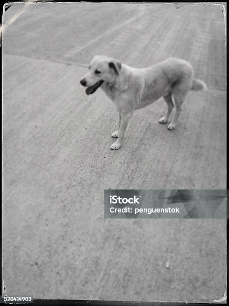 Street Dog Stock Photo - Download Image Now - Black And White, Dog, Deer