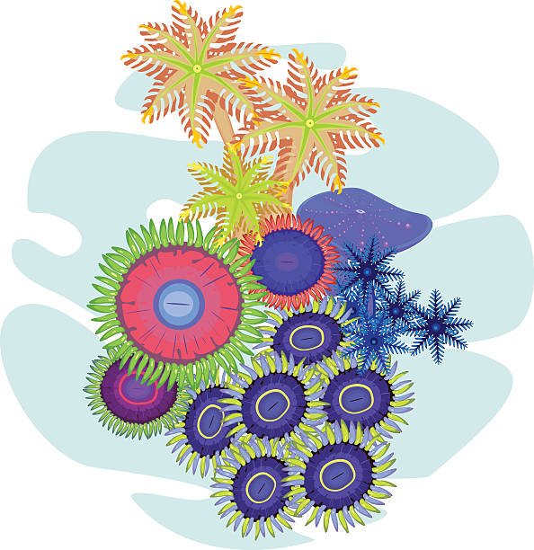 clavularia 、zoanthus ソフトコーラル - anthozoans点のイラスト素材／クリップアート素材／マンガ素材／アイコン素材