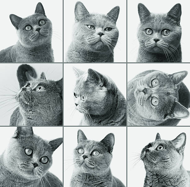istock British shorthair cat closeup 520415288