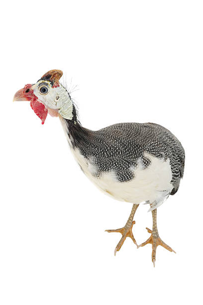 istock Guinea fowl 520415494