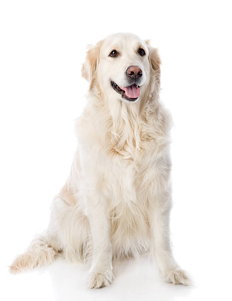 istock Golden Retriever sitting in front. isolated on white background 520416186