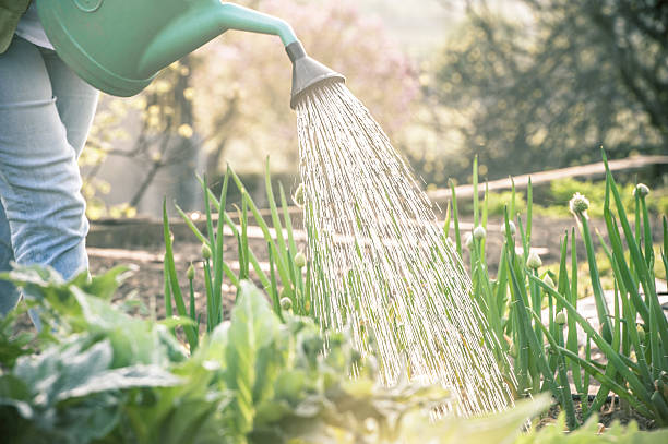 istock Watering the Vegetable Garden at Sunset 520418182