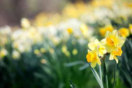 Yellow daffodils over blurred background